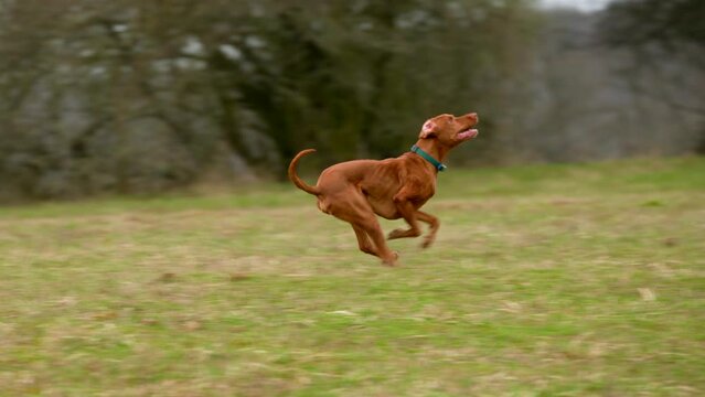 Beautiful male hungarian vizsla hunting dog playing fetch with frisbee. Vizsla catching frisbee.