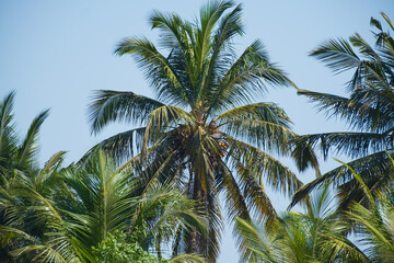 Fototapeta na wymiar Coconut Palm Tree Low angle view. Palm trees against blue sky