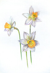 Hand drawn daffodils. Daffodils drawing on the white background. Narcissus.