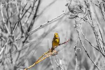 Pájaro en la rama de un árbol con fondo blanco y negro.