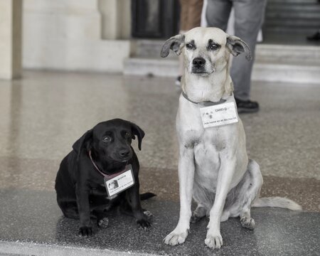 Canelo et Negrita, Cuba