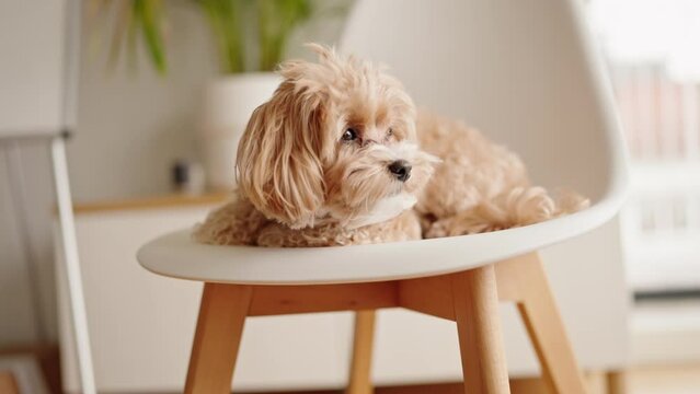 Adorable light brown curly-coated dog looking sleepy and relaxed while sitting on a stylish white chair in a cozy home setting.