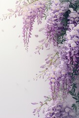 Blooming Wisteria Flowers on White Background with Copy Space for Text and Design Elements