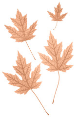 Maple leaves in peach fuzz color isolated on white background. Trend color of the year 2024. Top...