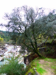 Jolie paysage de montagne avec ruisseau