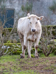 Une vache blanche dans une ferme