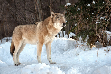 Grey Wolf (Canis lupus) Portrait captive animal standing in snow