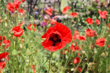 Beautiful bright red poppies