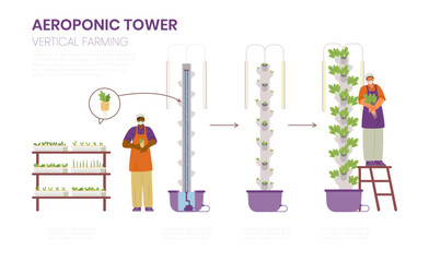 Crop production in aeroponic tower infographics. Stages of greens production in vertical farm vector illustrations.