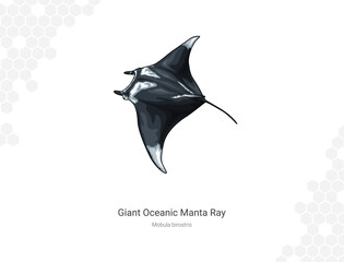 Giant oceanic manta ray - Mobula birostris illustration
