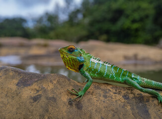 green forest lizard in the rock