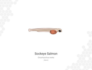 Sockeye Salmon - Oncorhynchus nerka illustration - Alevin
