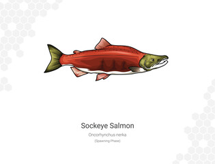 Sockeye Salmon - Oncorhynchus nerka illustration - spawnin phase