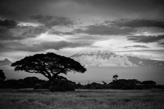  Góra Kilimandżaro  na afrykańskiej sawannie w czarno białej kolorystyce