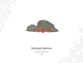 Sockeye Salmon - Oncorhynchus nerka illustration - Egg