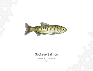 Sockeye Salmon - Oncorhynchus nerka illustration - Parr