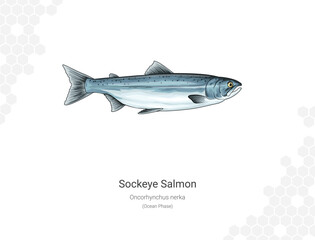 Sockeye Salmon - Oncorhynchus nerka illustration - Ocean Phase