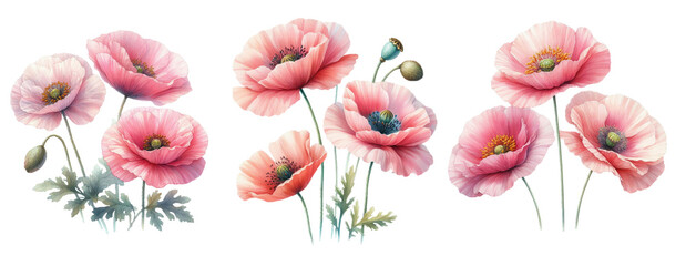 Wild flowers Poppies pink red set isolated on white background. Watercolor