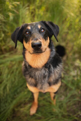 beauceron dog sitting in tall grass looking up at the camera