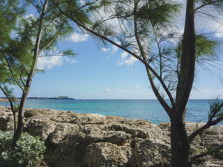 Lush tropical vegetation and flowers on tropic Caribbean island of Barbados