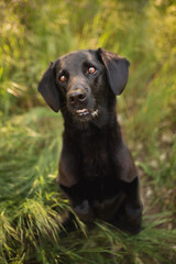 old black labrador retriever type mixed breed dog sitting in tall grass looking up at the camera