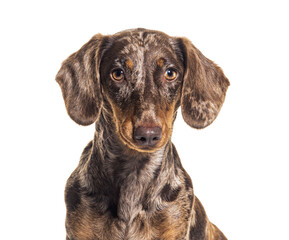 Head shot of a Red merle Dachshund, isolated on white