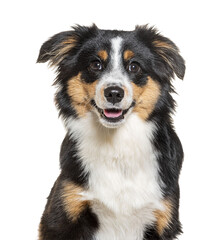 Head shot of a Happy tri-color Mongrel dog looking at the camera, isolated on white - 755637887