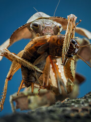 Mantis with prey