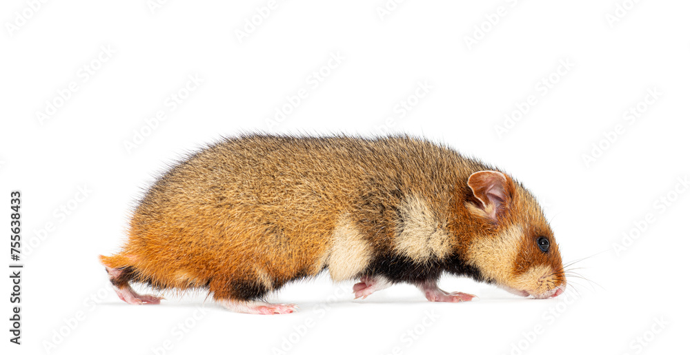 Poster european hamster walking away and sniffing the ground, cricetus cricetus, isolated on white