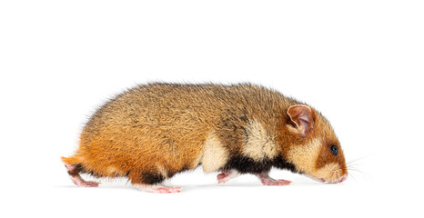 European hamster walking away and sniffing the ground, Cricetus cricetus, isolated on white