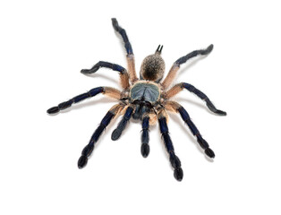 Top view of a Peacock tarantula, Poecilotheria metallica, isolated on white - 755638631