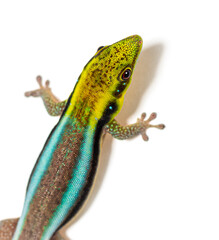 Head shot and Dorsal view of a yellow-headed day gecko, Phelsuma klemmeri, isolated on white