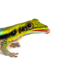 Side view of a yellow-headed day gecko tongue out licking its lips, Phelsuma klemmeri, isolated on white