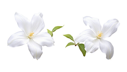 Naklejka na ściany i meble white frangipani flower isolated on transparent background cutout