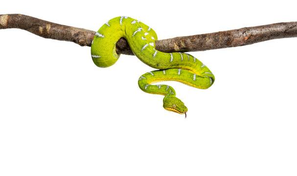 Adult Emerald tree boa wrapped around a branch, Corallus caninus, isolated on white