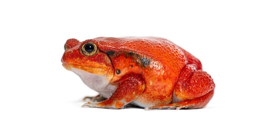 Side view portrait of a Madagascar tomato frog, Dyscophus antongilii, isolated on white © Eric Isselée