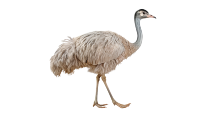 greater rhea americana isolated on transparent background cutout