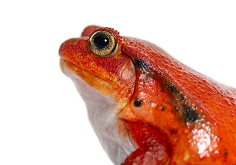 Head shot, Side view portrait of a Madagascar tomato frog, Dyscophus antongilii, isolated on white