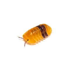 Woodlouse Amber ducky Cubaris specie, , isolated on white - obrazy, fototapety, plakaty