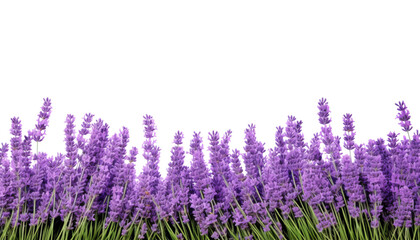 Fototapeta premium lavender flowers in the grass foreground isolated on transparent background cutout