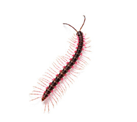 Top view of a Desmoxytes planata Millipede, isolated on white background