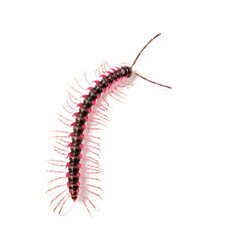 Top view of a Desmoxytes planata Millipede, isolated on white background