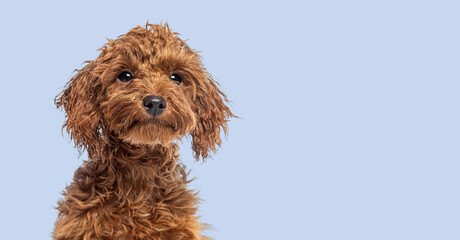Head shot of a Cute Cheerful Brown Toy Poodle puppy looking away, blue background