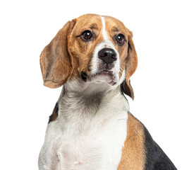Headshot portrait of Beagle looking away, isolated on white - obrazy, fototapety, plakaty