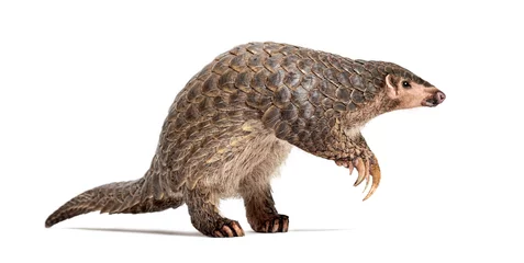 Foto op Plexiglas ten months old pangopup, Chinese pangolins, Manis pentadactyla, isolated on white © Eric Isselée