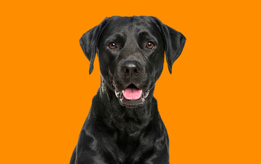Close-up of a Happy panting black Labrador dog looking at the camera, isolated on orange background