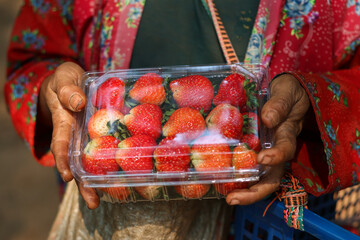 Selective focus large fresh strawberries in a clear plastic box. In the hands of an indigenous hill...