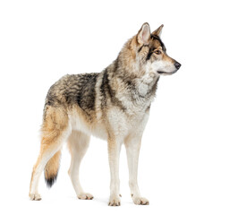 Side view of a Timber Shepherd a kind of Wolfdog, looking away, Isolated on white - obrazy, fototapety, plakaty