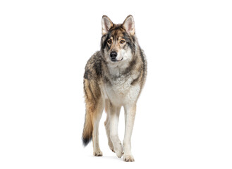 Obraz premium Alert gray wolf stands and walking attentively, Isolated on white