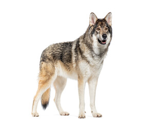 Side view of a Timber Shepherd a kind of Wolfdog, looking like a wolf,, Isolated on white
